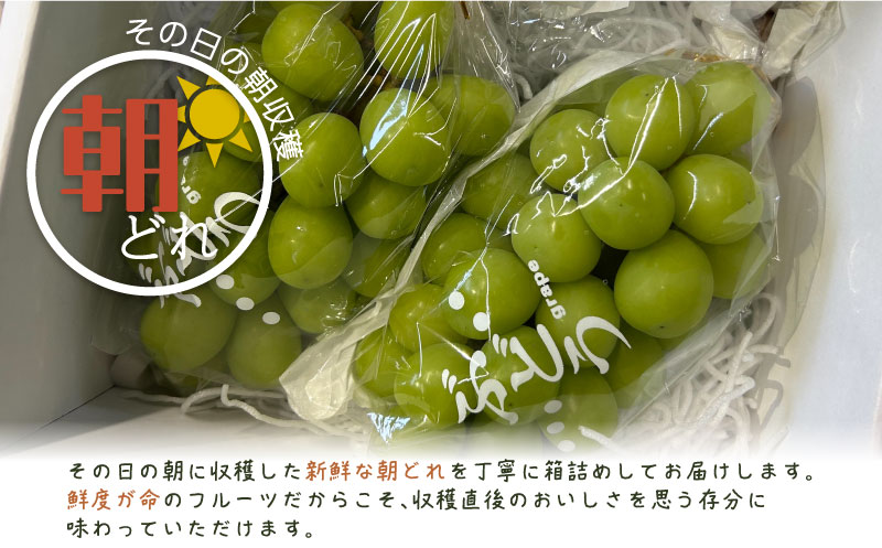 【2026年先行予約】シャインマスカット 2房　（約1.0kg）｜高糖度  種なし 甘い フルーツ 果物 葡萄 ブドウ ぶどう 産地直送 送料無料 山梨 都留市