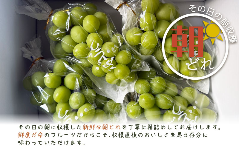 【2026年先行予約】シャインマスカット  3-4房　（約2.0kg）｜高糖度  種なし 甘い フルーツ 果物 葡萄 ブドウ ぶどう 産地直送 送料無料 山梨 都留市