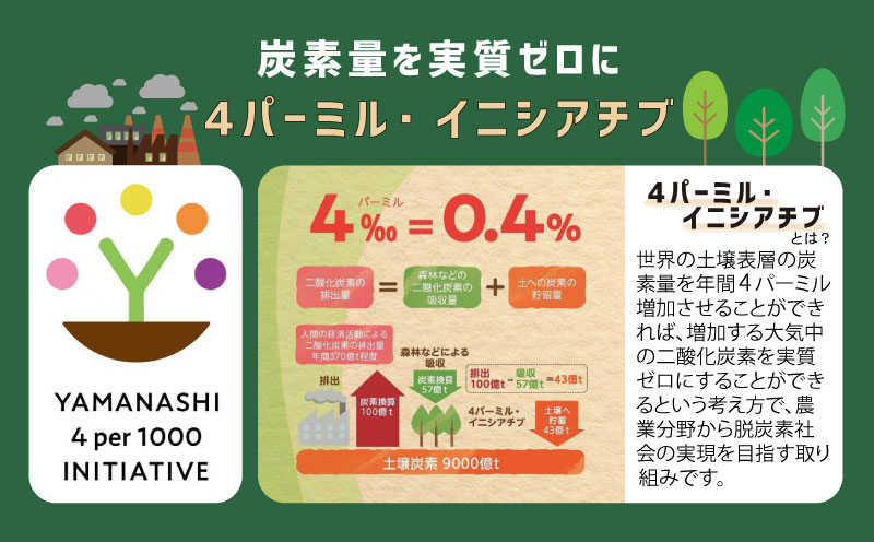 【2026年先行予約】ご家庭用つぶつぶ　シャインマスカット（約1.5kg）｜高糖度  種なし 甘い フルーツ 果物 葡萄 ブドウ ぶどう 産地直送 送料無料 山梨 都留市