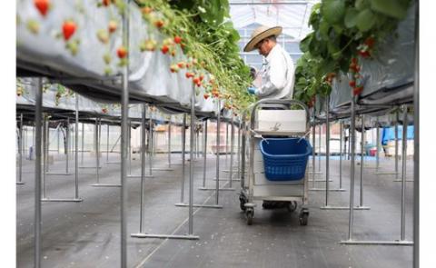 【2026年 先行予約】【湧水のミネラルたっぷり！山梨の夏秋いちご】ご家庭用 200ｇ× 4パック