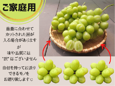 【期間限定 定期便】シャインマスカット 1kg ＆ とうもろこし 7～8本 定期便｜山梨 今が旬！トウモロコシ シャイン  農家直送 送料無料 やまなし