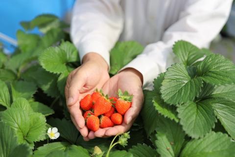 【期間限定】山梨泊まれる温泉より道の湯　日帰りペア入浴券（食事＋岩盤浴付き） ＆　夏いちご狩り ペアご招待券