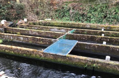 富士山の湧水で育った＜湧水ヤマメ5尾＞下処理済み