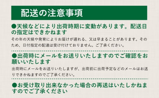 【2026年 先行予約】山梨県産　シャインマスカット 約1.2kg (２房～3房) | フルーツ 人気 甘い 糖度 山梨 大粒 種無し 種なし 山梨 やまなし 山梨県産 葡萄 ブドウ フルーツ 果物 くだもの シャイン マスカット ぶどう デザート スイーツ 1.2kg