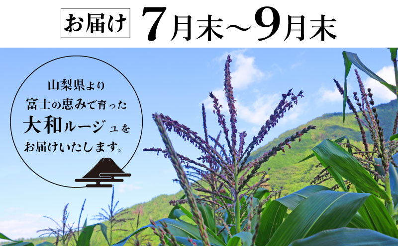 【2026年先行予約】山梨県都留市産 紅いスイートコーン 大和ルージュ｜希少な赤いとうもろこし 甘い スイートコーン トウモロコシ 産地直送 送料無料【浅田農園】