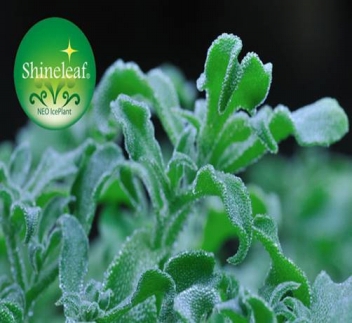 アイスプラント進化形 シャインリーフ（100g入り×5パック）