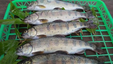 富士山の湧水で育った＜湧水ヤマメ5尾＞下処理済み