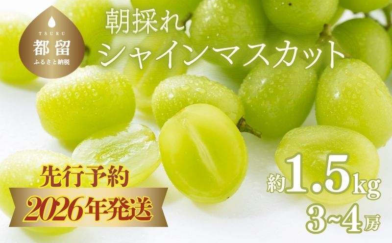 【2026年先行予約】　シャインマスカット約1.5kg（3~4房） 山梨 やまなし 葡萄 ブドウ フルーツ 果物 くだもの ぶどう デザート スイーツ 葡萄  甘い 1.5㎏