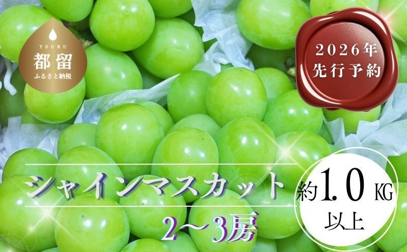 【2026年 先行予約】山梨県都留市産 朝採れ シャインマスカット ２~3房（約1.0kg以上）生産者厳選 贈答 山梨 やまなし 山梨県産 葡萄 ブドウ フルーツ 果物 くだもの シャイン マスカット プレゼント ギフト ぶどう デザート スイーツ