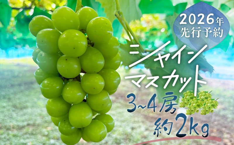 【2026年先行予約】シャインマスカット  3-4房　（約2.0kg）｜高糖度  種なし 甘い フルーツ 果物 葡萄 ブドウ ぶどう 産地直送 送料無料 山梨 都留市