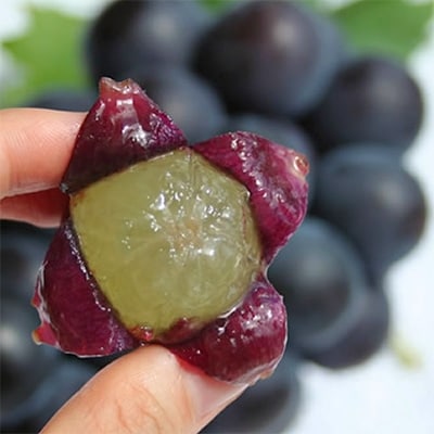 【2026年発送分先行受付】山梨産 巨峰(種無し) 2房 約1kg 化粧箱入り【配送不可地域：離島・沖縄県】