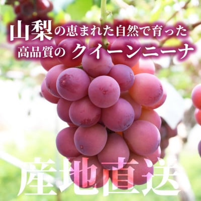 【数量限定】希少!赤い宝石　『クイーンニーナ』　2房　山梨のぶどう　クインニーナ【配送不可地域：離島・沖縄県】