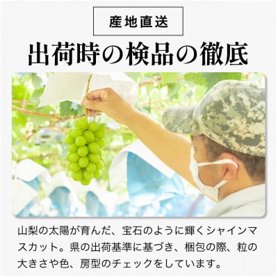 【数量限定】6月下旬～7月中旬発送ハウス栽培の『シャインマスカット』 2房　約1kg【配送不可地域：離島・沖縄県】