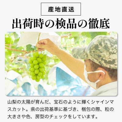 【数量限定 】6月下旬～7月中旬発送。ハウス栽培の『シャインマスカット』 1房【配送不可地域：離島・沖縄県】