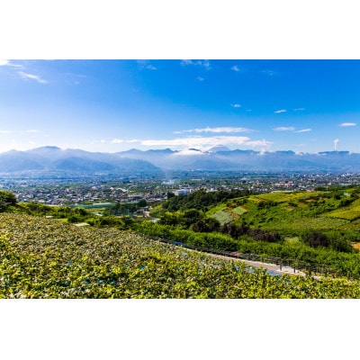 2026年先行受付銀河農園まきおか 巨峰 約1.5kg (3～4房)【配送不可地域：離島】