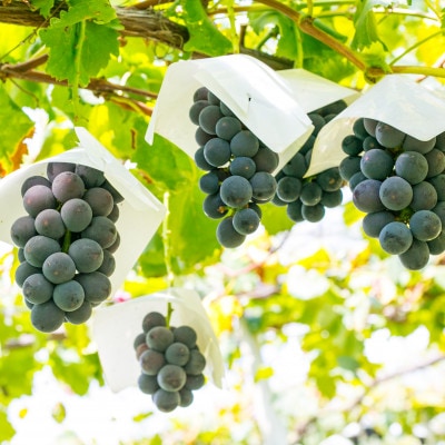 2026年先行受付 銀河農園まきおかの甘くてジューシーな巨峰(種なし)約2kg(4～5房)【配送不可地域：離島】