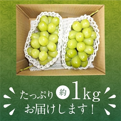【先行受付】シャインマスカット 1kg (2房) 農家直送 世界農業遺産認定地特産【配送不可地域：離島】