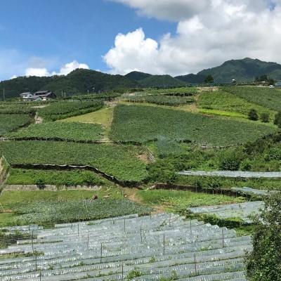 【先行受付2026年発送】精選! シャインマスカット 約2kg (3～4房)【配送不可地域：離島】