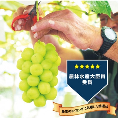 【2026年発送 先行受付】生産者直送『万力』極上シャインマスカット2房　計1kg～1.2kg程度【配送不可地域：離島】