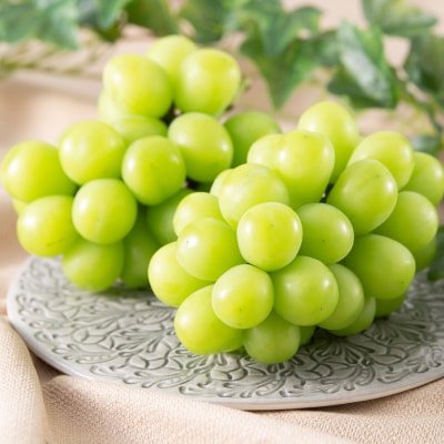 【2026年先行予約】農家直送シャインマスカットパック入1.6kg以上(1房400g×4)【配送不可地域：離島】