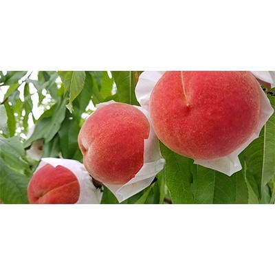 【2026発送予定】数量限定!【高級桃桐箱入り】5～6玉入り　山梨市産地直送　約2kg箱【配送不可地域：離島】