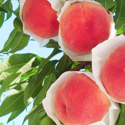 【2026発送予定】【訳あり品】ご家庭桃・朝もぎ産地直送・3kg以上【配送不可地域：離島】