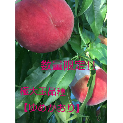 【2026発送予定】晩生品種3～6玉入り農家直送　2kg以上【配送不可地域：離島】