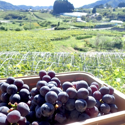 牧丘の巨峰100%ストレートジュース　720ml