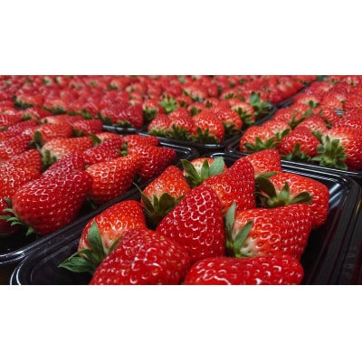 【いちご280g×4パック】坂の上のいちご 山梨県山梨市産【配送不可地域：離島】