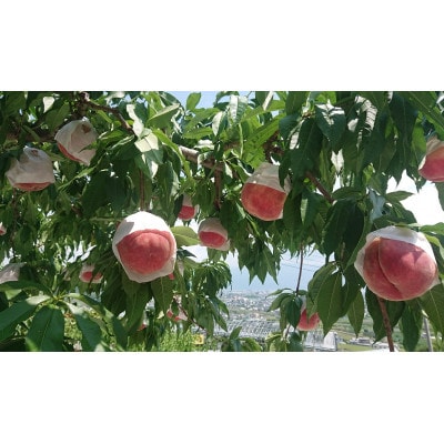 2026年発送【旬の桃8～10玉 約3kg】坂の上の桃 硬くて甘い!食べ応え抜群!山梨県山梨市産【配送不可地域：離島】