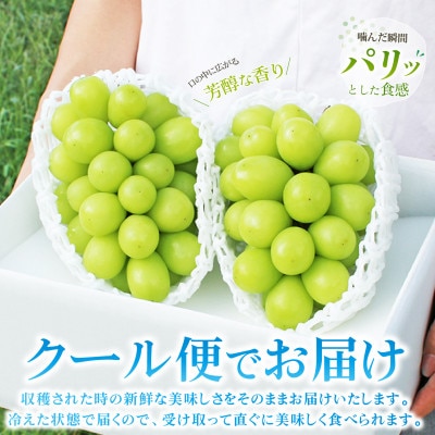 2026年発送 山梨県産 シャインマスカット 約1kg(2～3房) 山梨が誇る人気果物 熟練農家厳選【配送不可地域：離島・沖縄県】