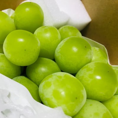 【2026年 先行予約】朝採り シャインマスカット 約1.2kg(2～4房入り) ふるさと納税【配送不可地域：離島・沖縄県】