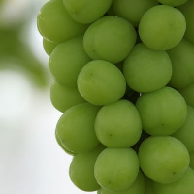 【ふるさと納税】2026年先行予約 厳選! 山梨県山梨市産 シャインマスカット 約700g以上【配送不可地域：離島】