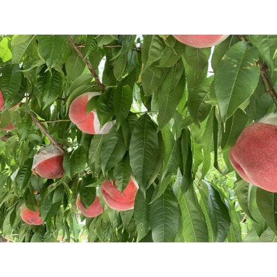 もも(13～15玉)/100【配送不可地域：離島】