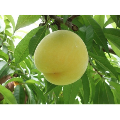 黄金桃(6～8玉)/80【配送不可地域：離島】