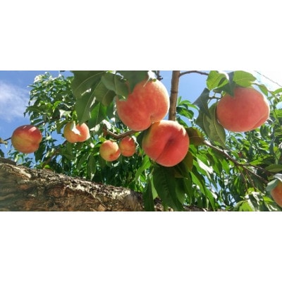 【2026年先行受付】山梨市産 新鮮 桃 約2kg (5～8玉)【配送不可地域：離島】