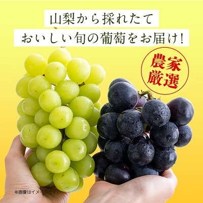 2026年先行受付 旬の葡萄セット2kg (シャインマスカット 巨峰 各2房 種なし)【配送不可地域：離島】