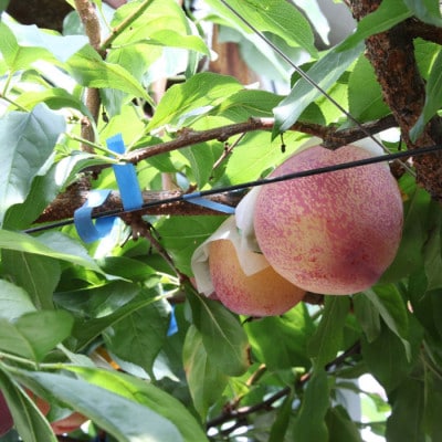【ふるさと納税】2026年先行予約 山梨県山梨市産 貴陽すもも 約1.5kg (8玉～10玉程度)【配送不可地域：離島】