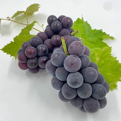 2026年先行予約 山梨県山梨市牧丘産 巨峰 約1.0Kg以上 2～3房【配送不可地域：離島】