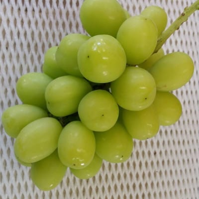 【2026年先行受付】巨峰の丘　ぶどうの専門家がお届けするシャインマスカット1房(700～800g)【配送不可地域：離島】