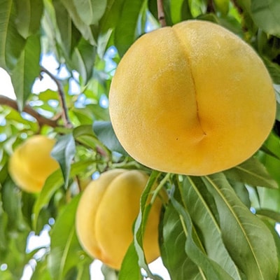 【ふるさと納税】2026年先行予約 山梨県山梨市産 黄桃 黄金桃 約2kg 5玉～8玉【配送不可地域：離島】