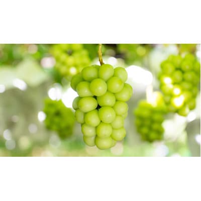 【2026年先行受付】農家直送のシャインマスカット1kg【配送不可地域：離島】