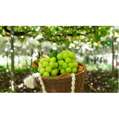 【2026年先行受付】農家直送のシャインマスカット2kg【配送不可地域：離島】