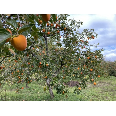 やまなし内藤農園のスウィートフル干し柿
