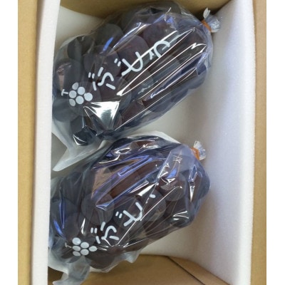 2026年先行受付8月下旬より順次発送巨峰の丘巨峰のプロがお届けする巨峰(種なし)2房(1kg以上)【配送不可地域：離島】