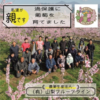 《2026年発送　先行受付》朝もぎ直送!!過保護に育った葡萄『のびのび育てたシャインマスカット』2房【配送不可地域：離島】