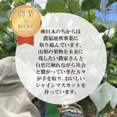 【2026年発送 先行受付】極上!農福連携シャインマスカット2房(2房1.2kg程度)【配送不可地域：離島】