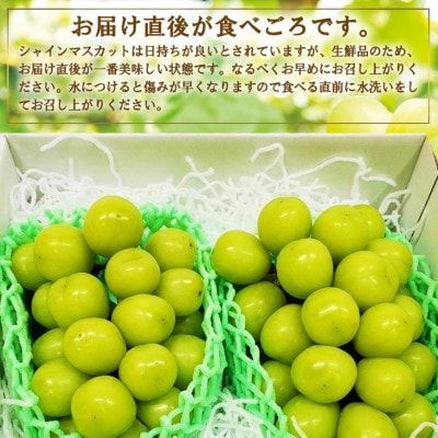 【2026発送】厳選　池田青果のシャインマスカット2房　1kg ふるさと納税【配送不可地域：離島・沖縄県】