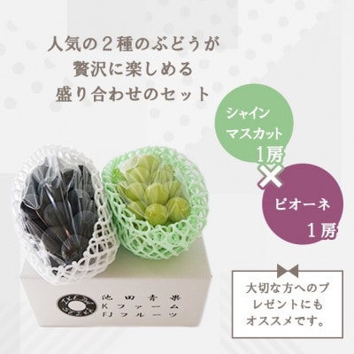 【2026年先行受付】大人気ぶどう2種盛り合わせ　シャインマスカット・ピオーネ　計1kg以上【配送不可地域：離島】