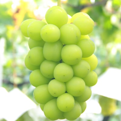 【2026年発送】シャインマスカット 約1kg 厳選!農家直送 シャインマスカット (2～3房)【配送不可地域：離島】